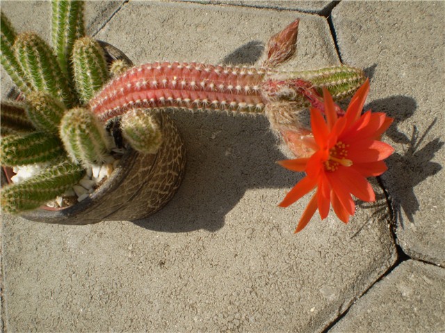 kaktus